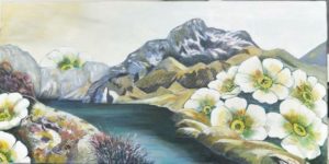 Mountain flowers (Routeburn track) - $290
